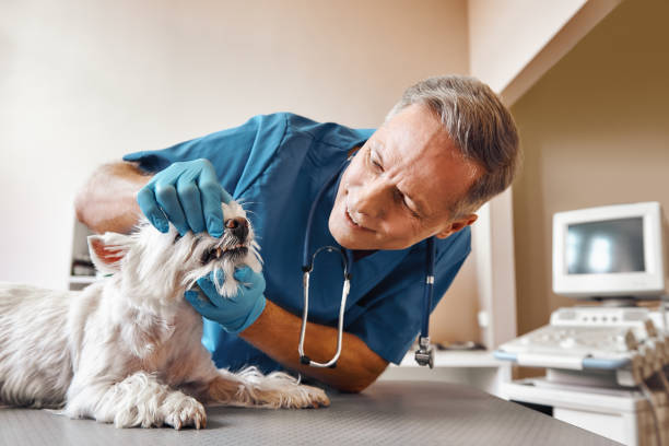 Best Mobile Emergency Dentist in Shenorock, NY